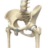 Pre-op & Post-Op Hip Guidelines